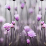 Wall Stickers: Violet flowers 3