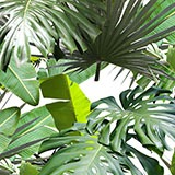 Wall Stickers: Palm leaves 3
