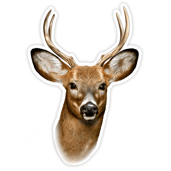 Car & Motorbike Stickers: Young deer 0