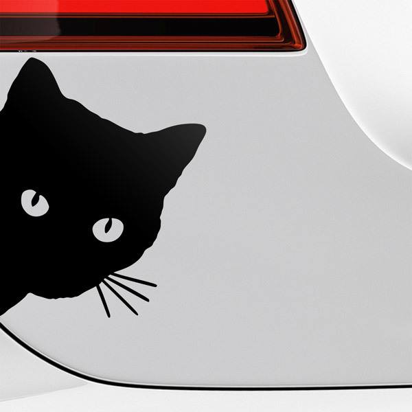 Car & Motorbike Stickers: Curious Cat