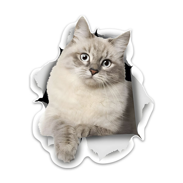 Car & Motorbike Stickers: The cat goes out