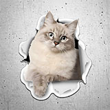 Car & Motorbike Stickers: The cat goes out 3