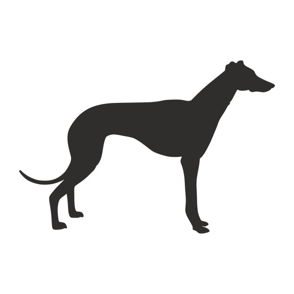 Wall Stickers: Spanish Greyhound