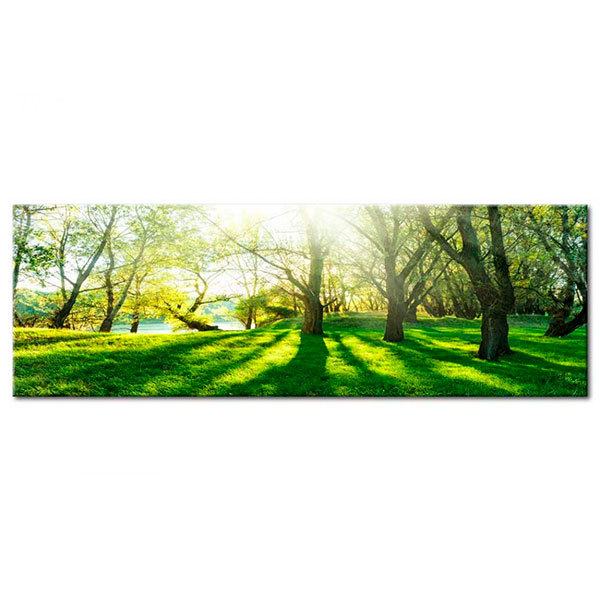 Other products: Sunbeams between trees