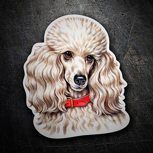 Car & Motorbike Stickers: Poodle