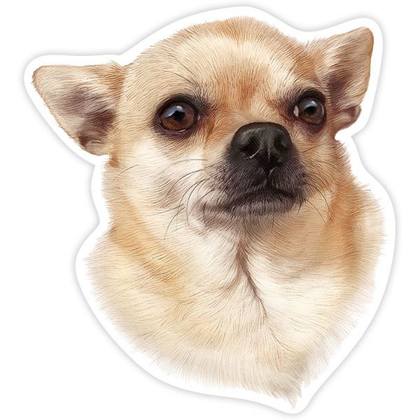 Sticker dog Male Chihuahua | MuralDecal.com