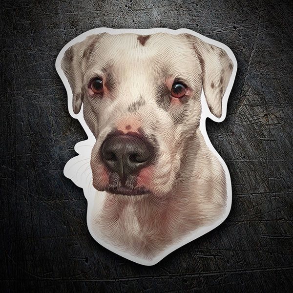 Car & Motorbike Stickers: Dogo Argentino