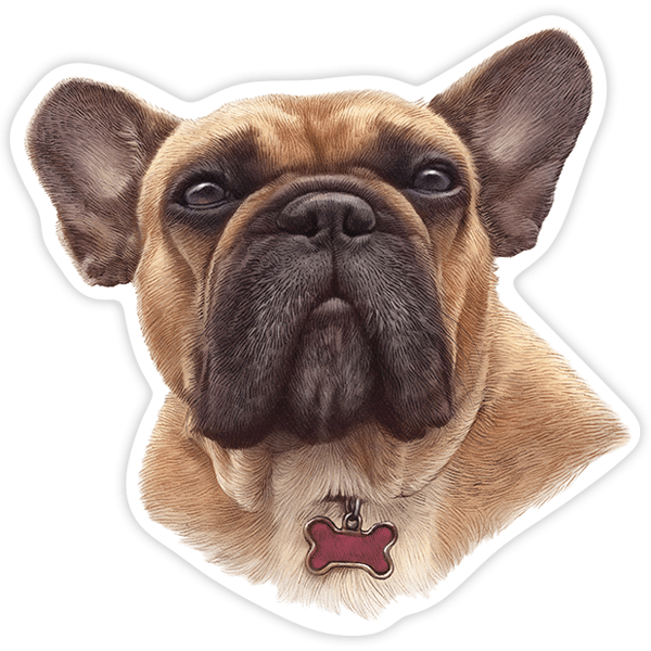 Car & Motorbike Stickers: French brown Bulldog