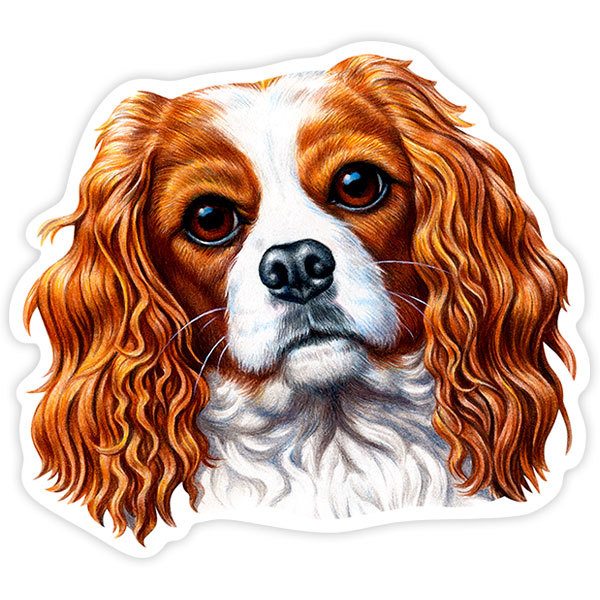 Car & Motorbike Stickers: Cavalier King Charles Spaniel