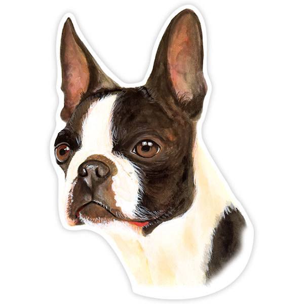 Sticker dog Boston Terrier | MuralDecal.com