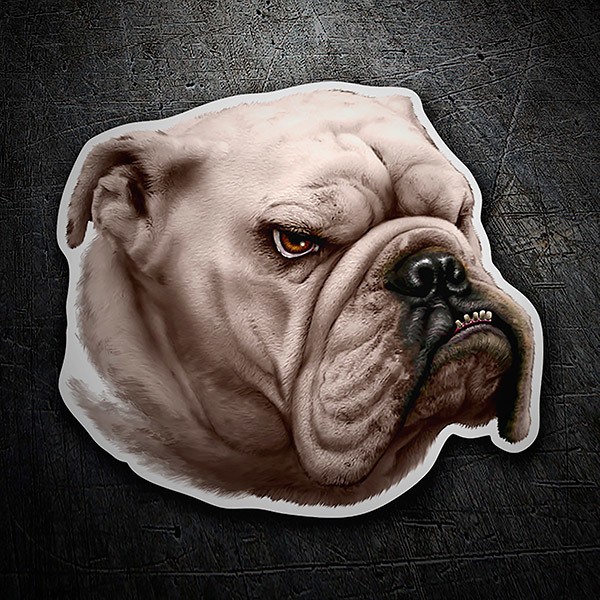 Car & Motorbike Stickers: English Bulldog