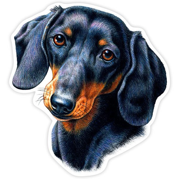 Sticker dog Dachshund