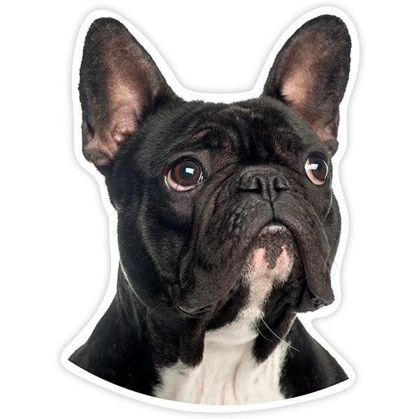 Car & Motorbike Stickers: French Bulldog