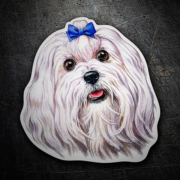 Car & Motorbike Stickers: Maltese with Blue Bow