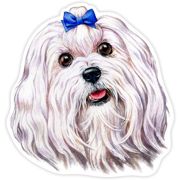 Car & Motorbike Stickers: Maltese with Blue Bow