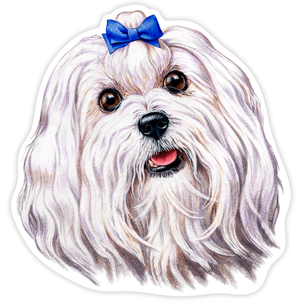 Car & Motorbike Stickers: Maltese with Blue Bow