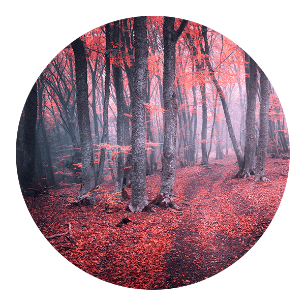 Wall Stickers: Red Forest 0