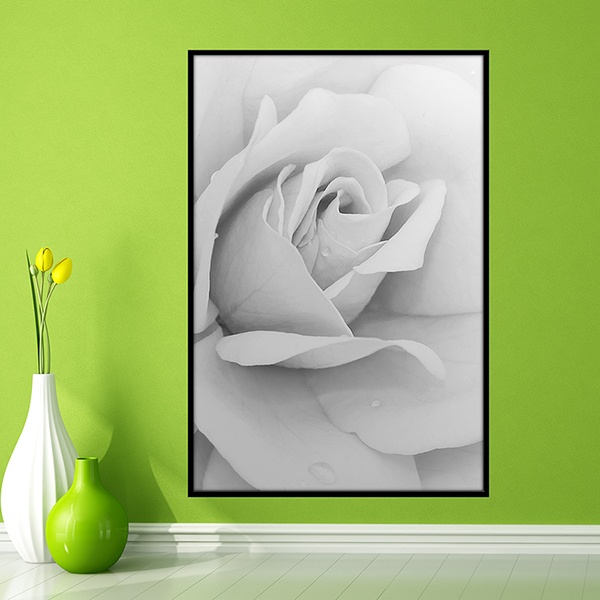 Wall Stickers: Picture White Rose