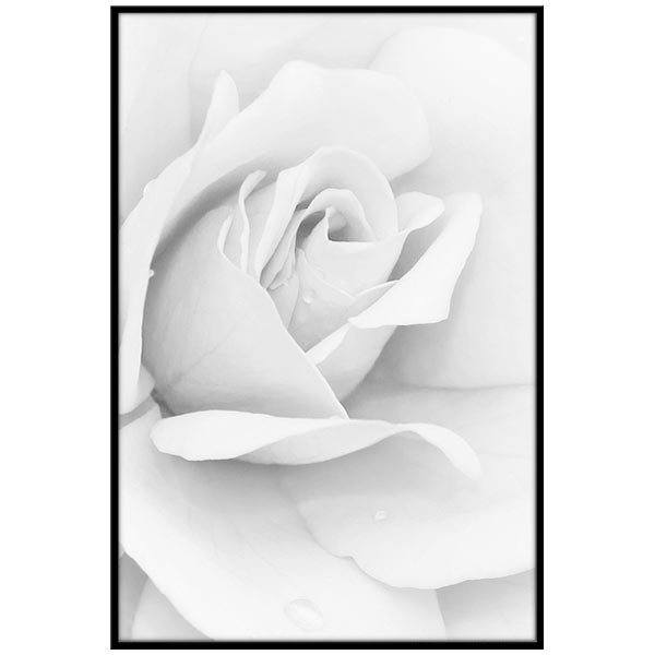 Wall Stickers White Rose