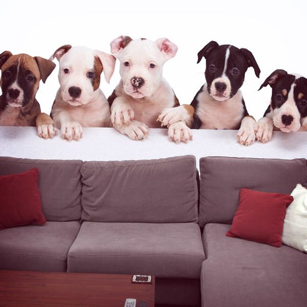 Wall Murals: Dogs