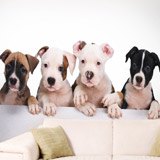 Wall Murals: Dogs 2