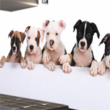 Wall Murals: Dogs 4