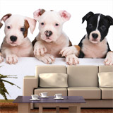 Wall Murals: Dogs 5