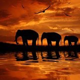 Wall Murals: Elephants migrating 3