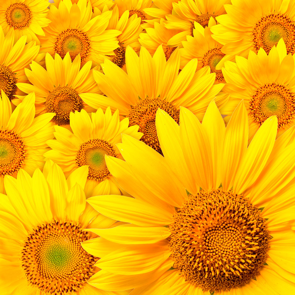 Wall Murals: Sunflowers