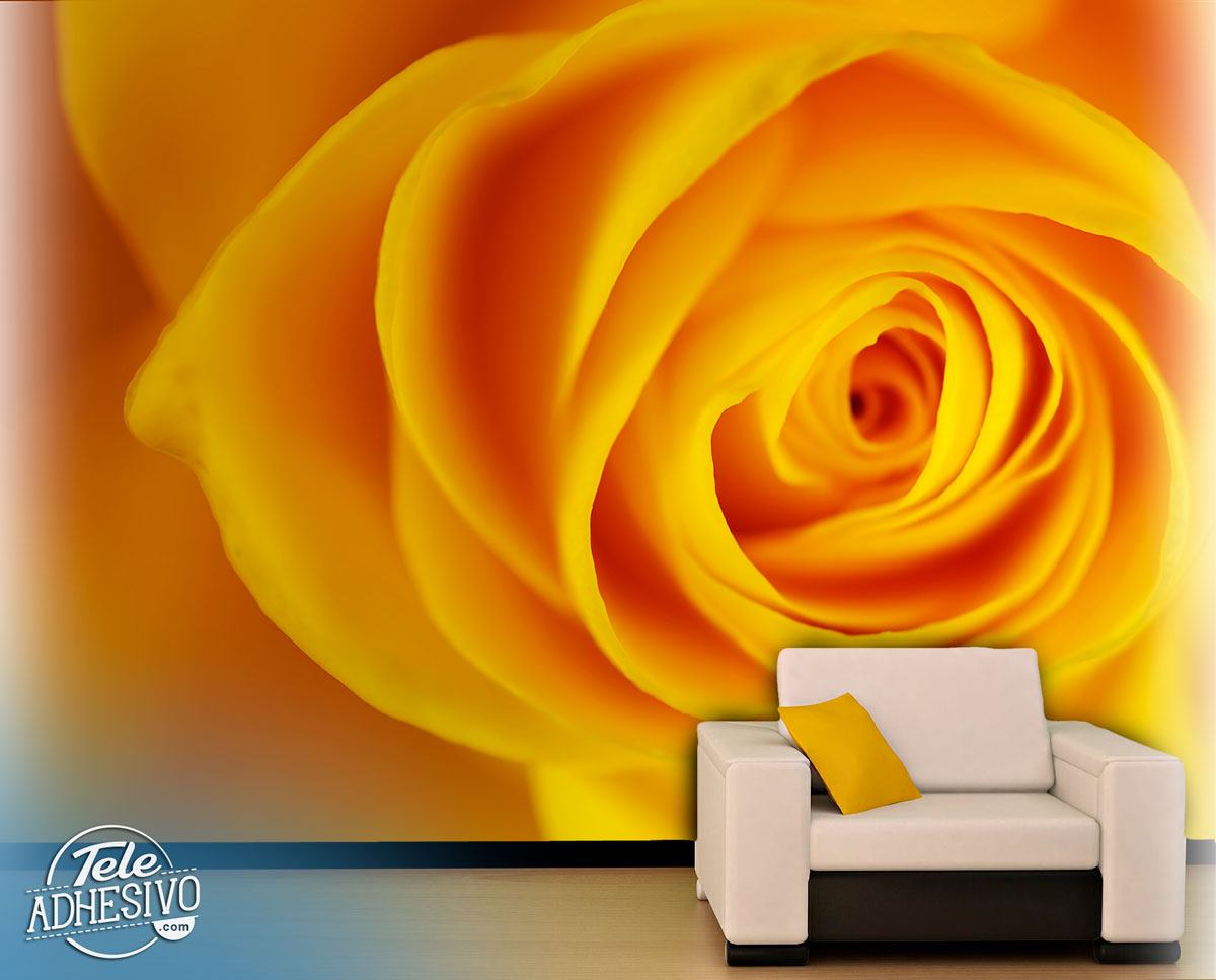 Wall Murals: Yellow Rose