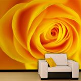 Wall Murals: Yellow Rose 2