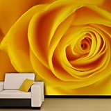 Wall Murals: Yellow Rose 3