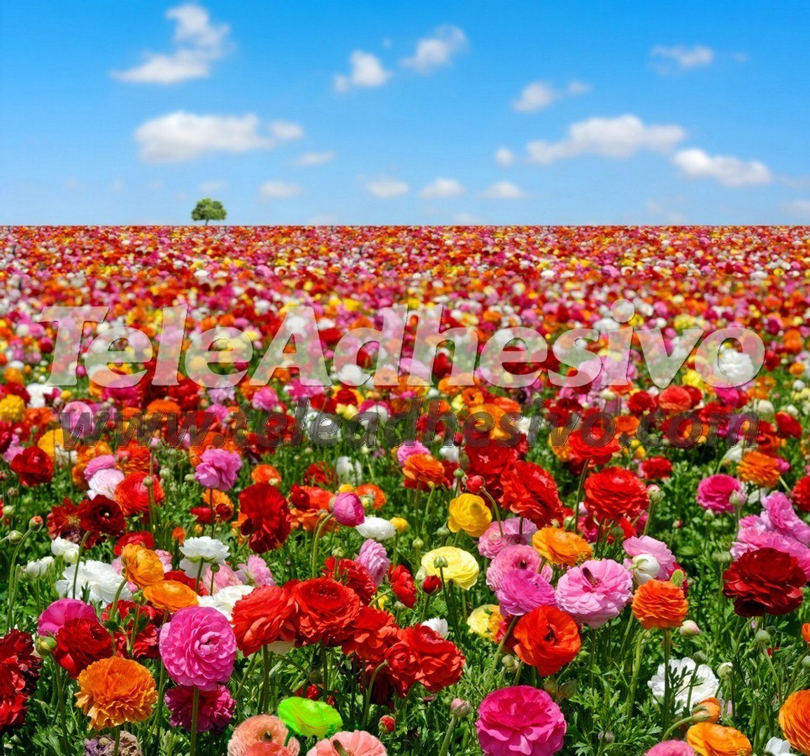 Wall Murals: Field of flowers