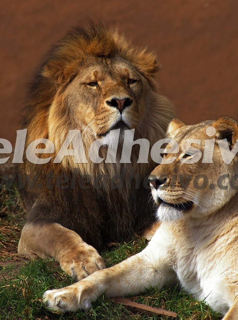 Wall Murals: Lion and  lioness