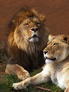Wall Murals: Lion and  lioness 3