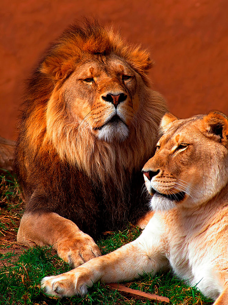 Wall Murals: Lion and  lioness