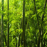 Wall Murals: Bamboo 4