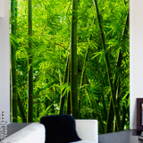 Wall Murals: Bamboo 5