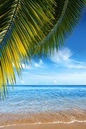 Wall Murals: Beach under the palm tree 3