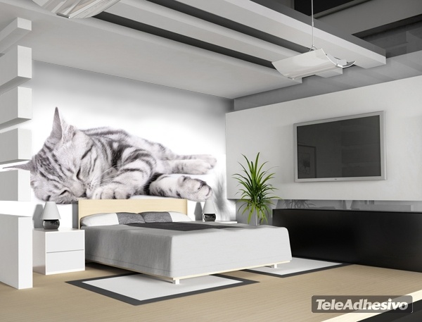 Wall Murals: Sleeping cat