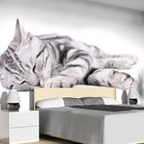 Wall Murals: Sleeping cat 2