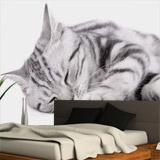 Wall Murals: Sleeping cat 4