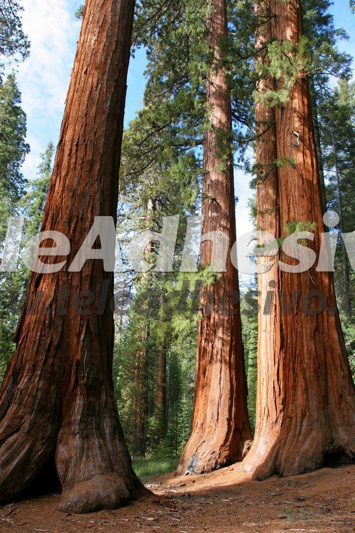 Wall Murals: Sequoia Forest