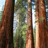 Wall Murals: Sequoia Forest 3