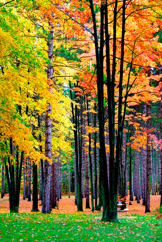 Wall Murals: Autumnal forest