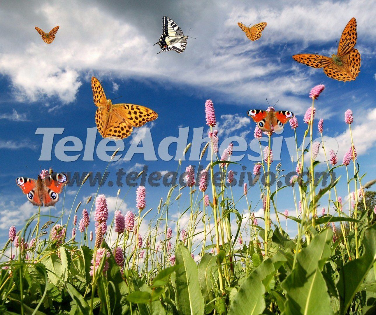 Wall Murals: Butterflies in Lavender field