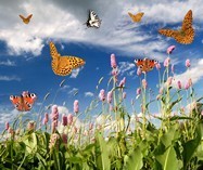 Wall Murals: Butterflies in Lavender field 3