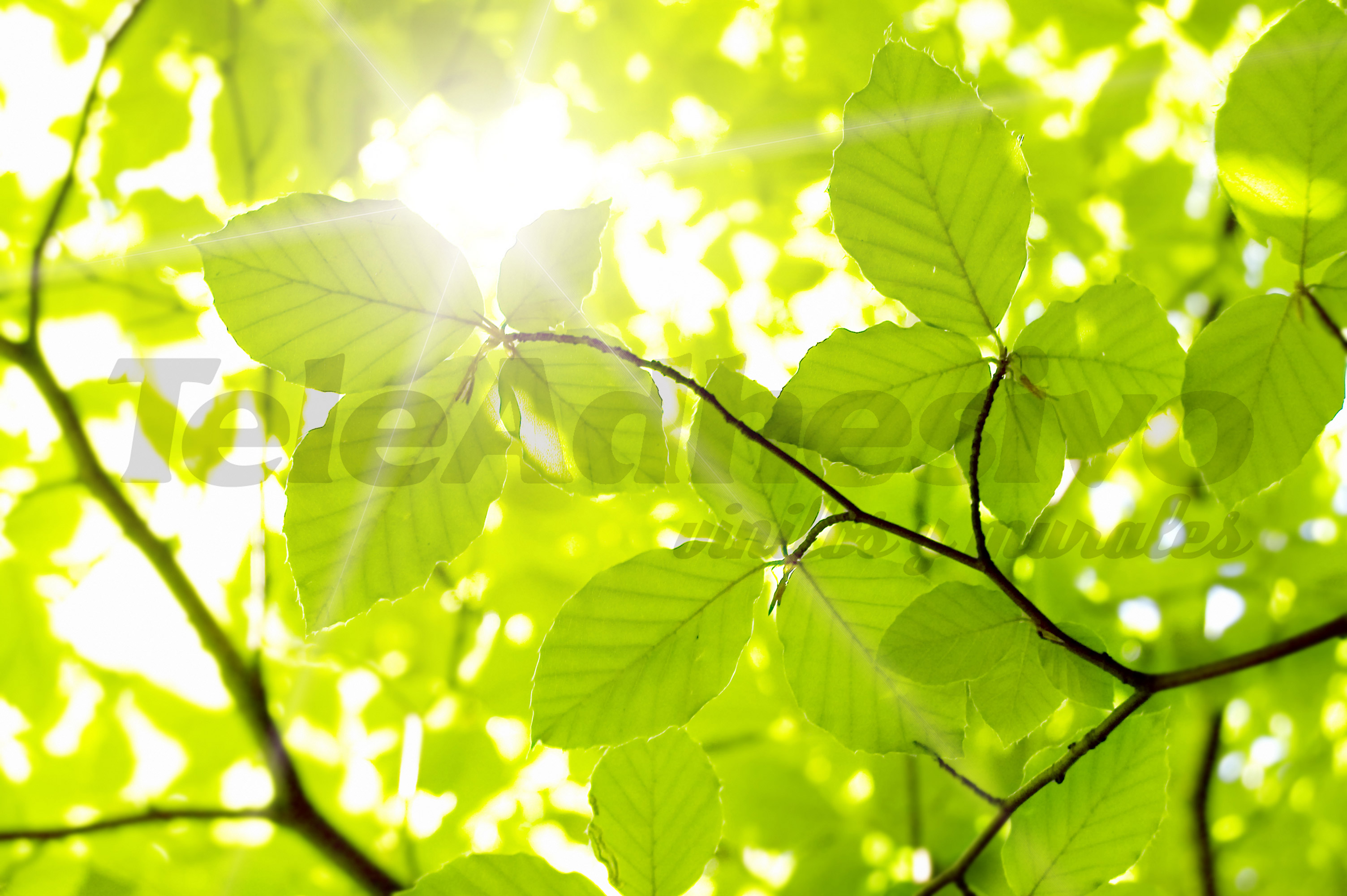 Wall Murals: Leaves