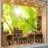 Wall Murals: Leaves 10