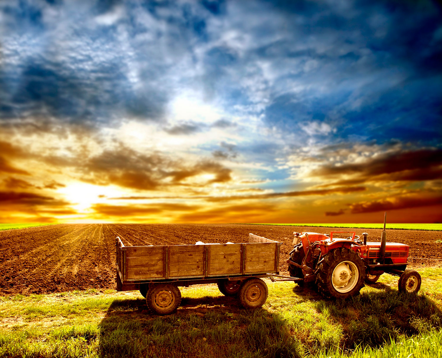 Wall Murals: Field crops
